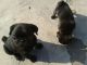 Pug Puppies for sale in New Delhi, Delhi 110001, India. price: 10000 INR
