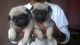 Pug Puppies for sale in Patiala, Punjab 147001, India. price: 6500 INR