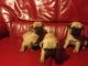 Pug Puppies for sale in Rochester, MN, USA. price: NA