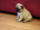 Pug Puppies for sale in Glasgow, Glasgow, Glasgow City, UK. price: 300 GBP