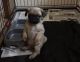 Pug Puppies for sale in Greater London, UK. price: 300 GBP