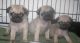 Pug Puppies for sale in Bradford, Bradford, West Yorkshire, UK. price: 300 GBP