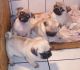 Pug Puppies for sale in Wood Green, London, UK. price: 300 GBP