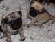 Pug Puppies for sale in East Los Angeles, CA, USA. price: NA