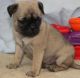 Pug Puppies for sale in Aubrey, TX, USA. price: NA