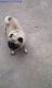 Pug Puppies for sale in Ambala Cantt, Haryana, India. price: 10000 INR