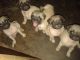 Pug Puppies for sale in Cochin International Airport (COK), Airport Rd, Kochi, Kerala 683111, India. price: 11000 INR