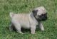 Pug Puppies for sale in Scottsdale, AZ, USA. price: NA