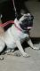 Pug Puppies for sale in Chandrapur, Maharashtra 442401, India. price: 12000 INR