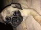 Pug Puppies for sale in King, NC, USA. price: NA