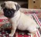 Pug Puppies for sale in Oakland Park, FL, USA. price: NA