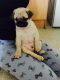 Pug Puppies for sale in College Point, Queens, NY, USA. price: NA