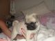 Pug Puppies for sale in Fowler, MI 48835, USA. price: NA