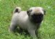 Pug Puppies for sale in South Bend, IN, USA. price: NA