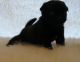 Pug Puppies for sale in Provo, UT, USA. price: NA