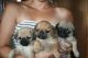Pug Puppies for sale in Augusta, GA, USA. price: NA