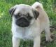 Pug Puppies for sale in Alexander, ME 04694, USA. price: NA
