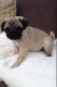 Pug Puppies for sale in Plymouth, MI 48170, USA. price: NA