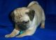 Pug Puppies for sale in Jackson, MS, USA. price: $250