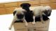 Pug Puppies for sale in Escondido, CA, USA. price: $600