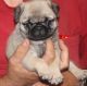 Pug Puppies for sale in Independence, WI 54747, USA. price: NA