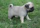Pug Puppies for sale in Mina, NV 89422, USA. price: NA