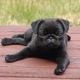 Pug Puppies for sale in Freiburg, Germany. price: 200 EUR