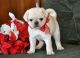 Pug Puppies for sale in Latham, NY 12110, USA. price: NA