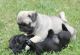 Pug Puppies for sale in Jaipur, Rajasthan, India. price: 12000 INR
