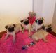 Pug Puppies for sale in Waco, TX, USA. price: NA