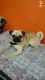Pug Puppies for sale in Coimbatore, Tamil Nadu, India. price: 18000 INR