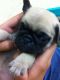 Pug Puppies for sale in Gurgaon, Haryana 122001, India. price: 15000 INR