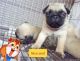 Pug Puppies for sale in Mysuru, Karnataka 570001, India. price: 9000 INR