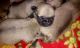 Pug Puppies for sale in Chandigarh, India. price: 8000 INR
