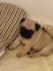 Pug Puppies for sale in Pearsall, TX 78061, USA. price: NA