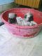 Pug Puppies for sale in Patna, Bihar 800001, India. price: 11000 INR