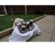 Pug Puppies for sale in Fargo, ND, USA. price: NA