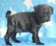 Pug Puppies for sale in Rockford, IL, USA. price: NA