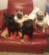 Pug Puppies for sale in Billings, MT, USA. price: NA
