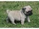 Pug Puppies for sale in Allagash, ME 04774, USA. price: NA