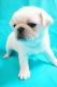 Pug Puppies for sale in North Las Vegas, NV, USA. price: NA