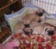 Pug Puppies for sale in Belington, WV 26250, USA. price: NA