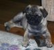 Pug Puppies for sale in North Charleston, SC, USA. price: NA