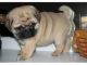 Pug Puppies for sale in Mesa, AZ, USA. price: NA