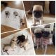 Pug Puppies for sale in Overland Park, KS, USA. price: $200