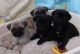 Pug Puppies for sale in Billings, MT, USA. price: $200