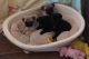 Pug Puppies for sale in Allenstown, NH, USA. price: $200