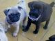 Pug Puppies for sale in Bomont, WV 25030, USA. price: NA