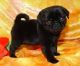 Pug Puppies for sale in United States Postal Service, 100 PR-3, San Juan, 00924, Puerto Rico. price: NA