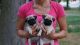 Pug Puppies for sale in Amarillo, TX, USA. price: $300